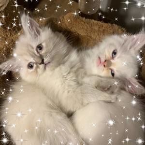 Meet your Posher, Linda